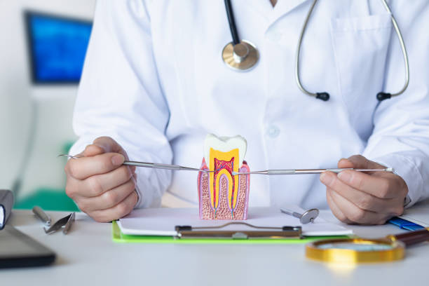 Best Emergency Orthodontic Repairs in Shady Hills, FL